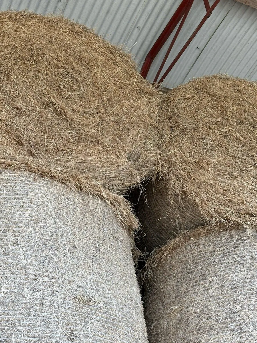 Hay - Image 2