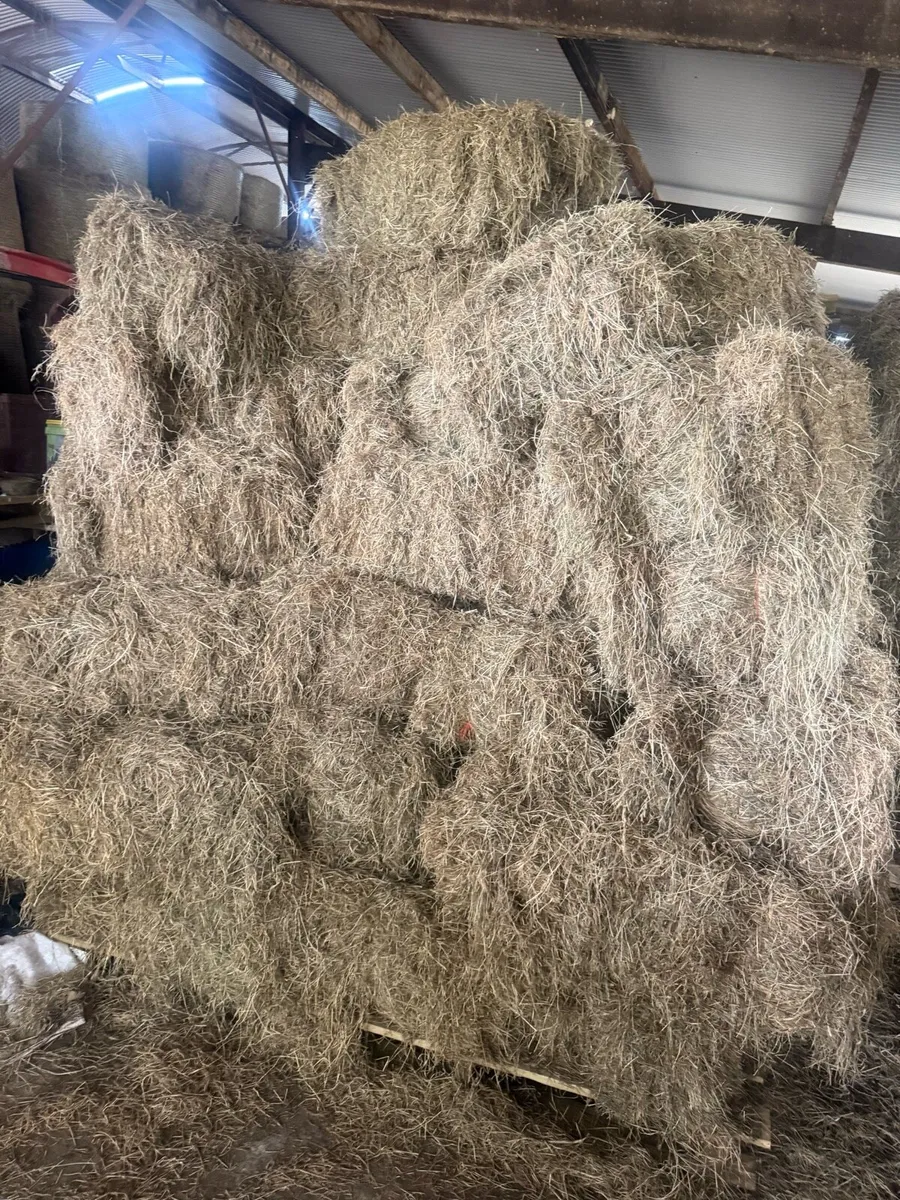 Hay square and round - Image 1