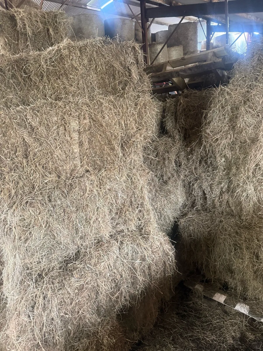 Hay square and round - Image 2
