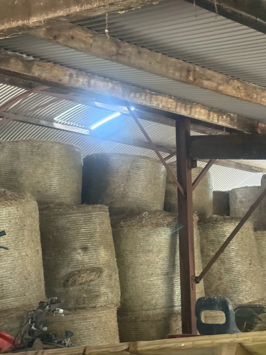 Hay square and round - Image 3