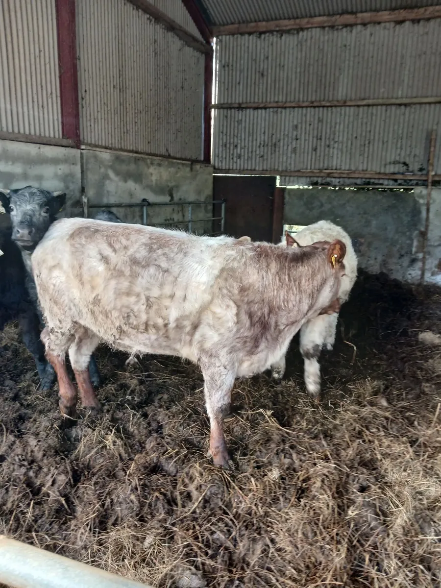ORGANIC HEIFER - Image 1