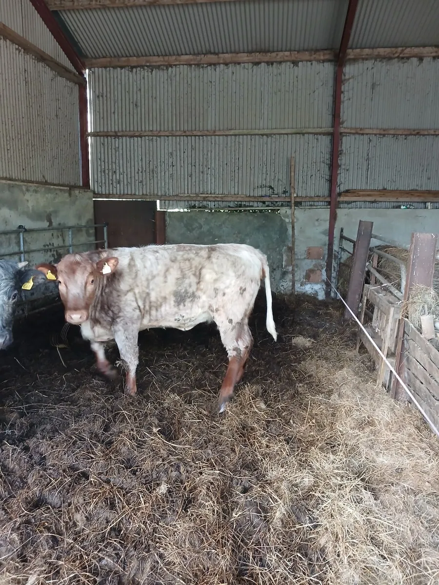 ORGANIC HEIFER - Image 2