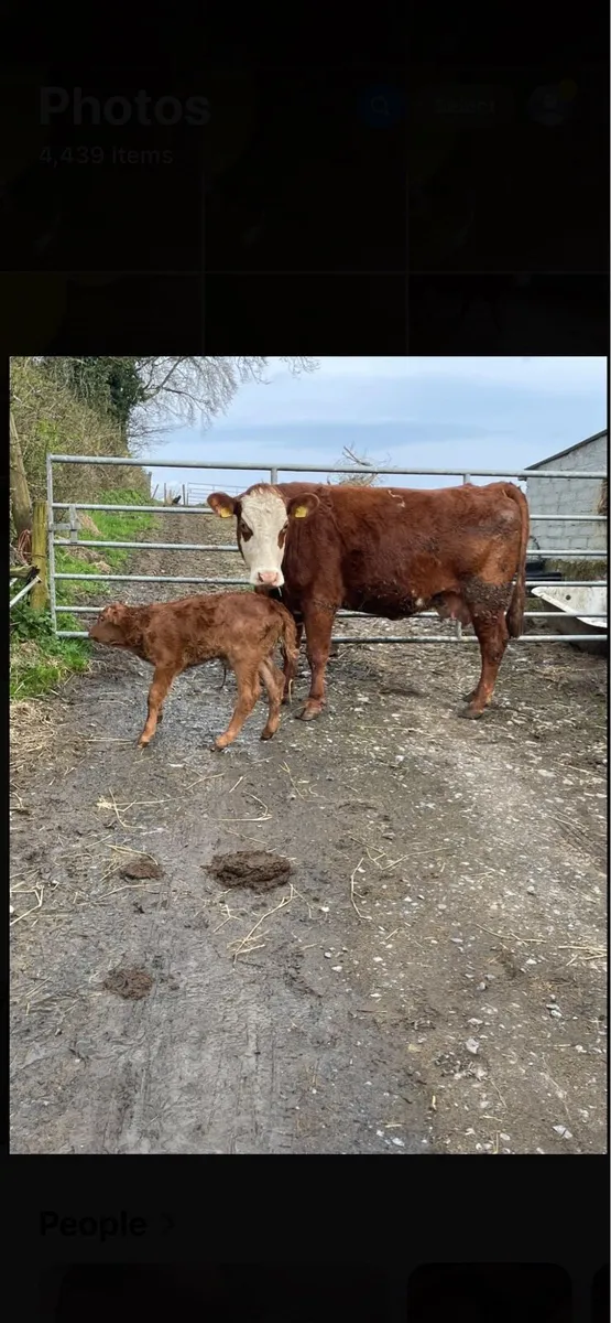 Super 5star ⭐️genotyped limousine cow and calf - Image 1