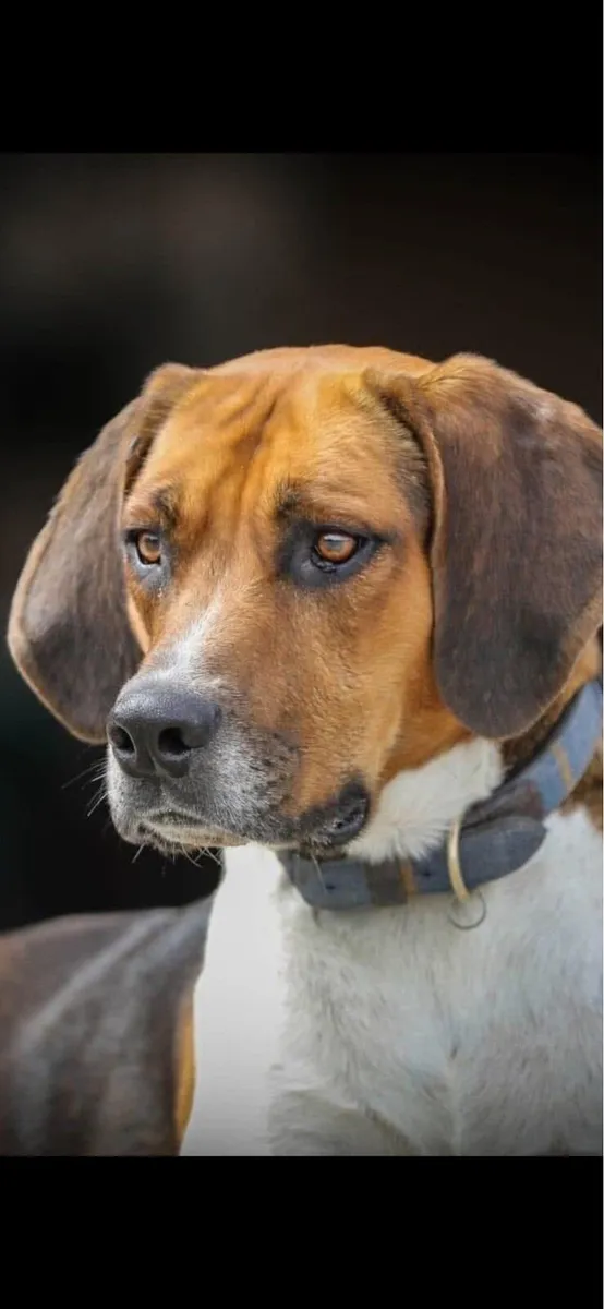 Mouse And Rupert : Reward offered - Image 2