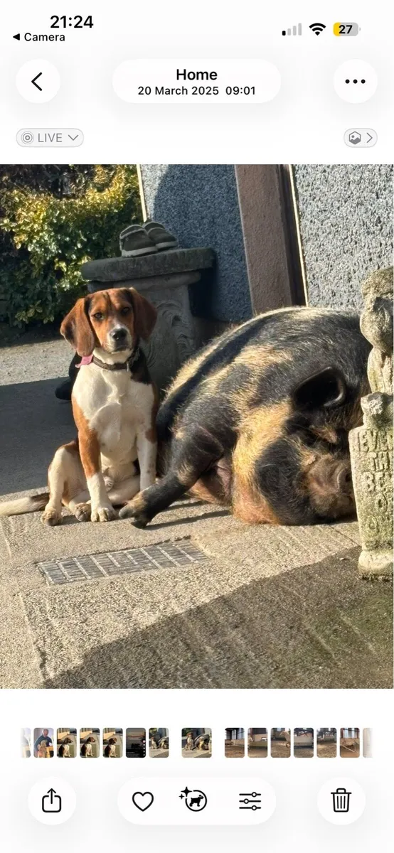 Mouse And Rupert : Reward offered - Image 3