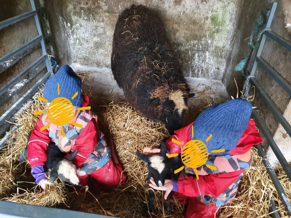 Zwartbles x  hogget with 2 ewe lambs - Image 1