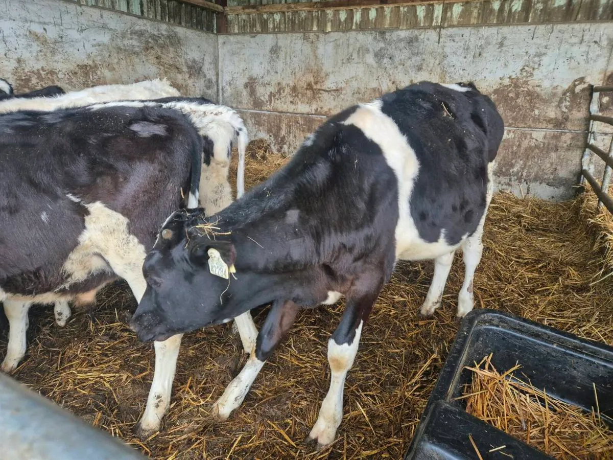 Grass calves - Image 3