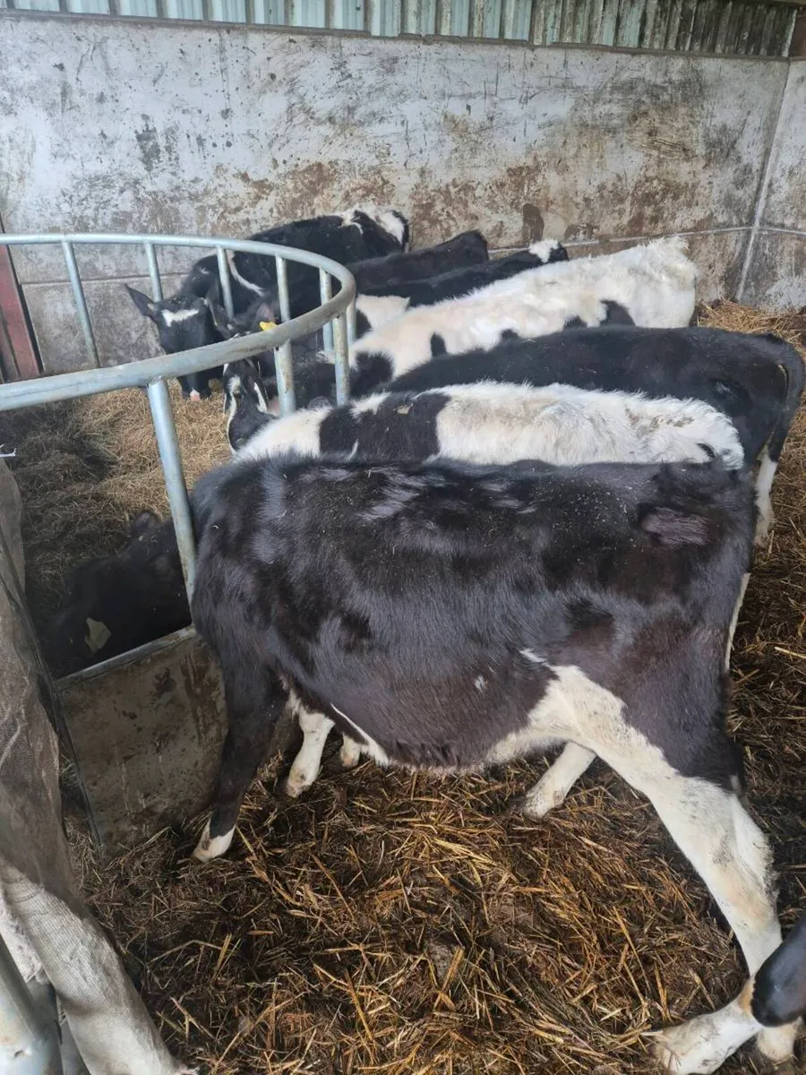 Grass calves - Image 4