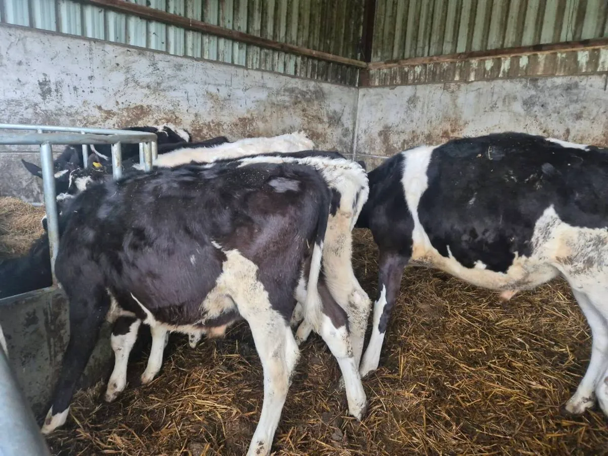 Grass calves - Image 2