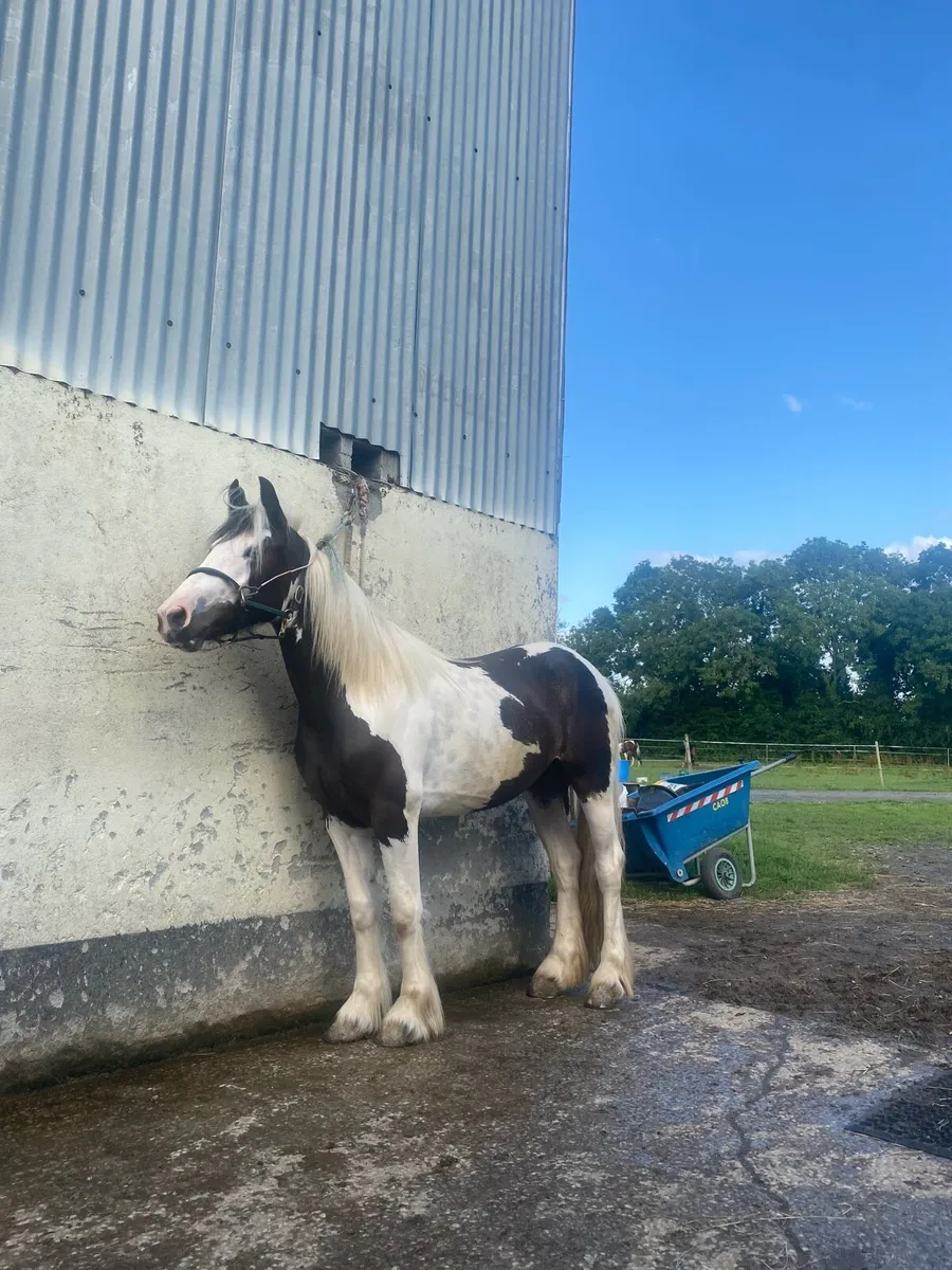 Half bred mare - Image 1