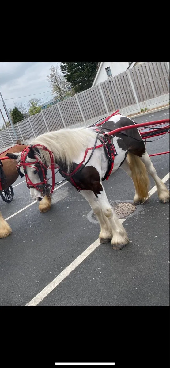 Half bred mare - Image 2