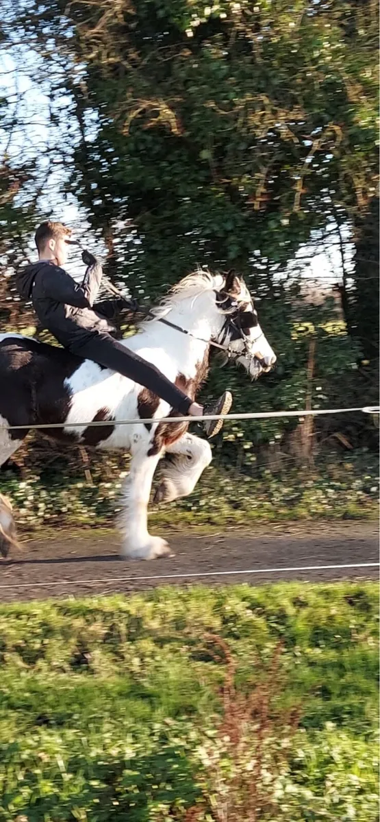 Half bred mare - Image 3