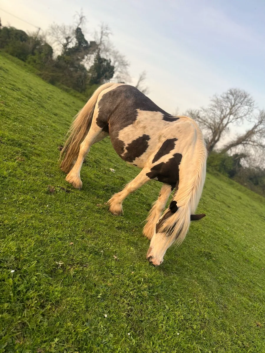 Half bred mare - Image 4