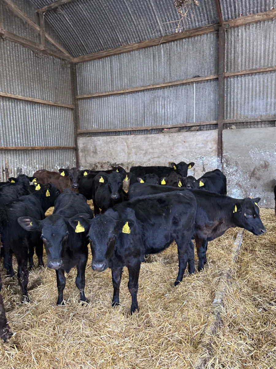 Angus heifers - Image 3