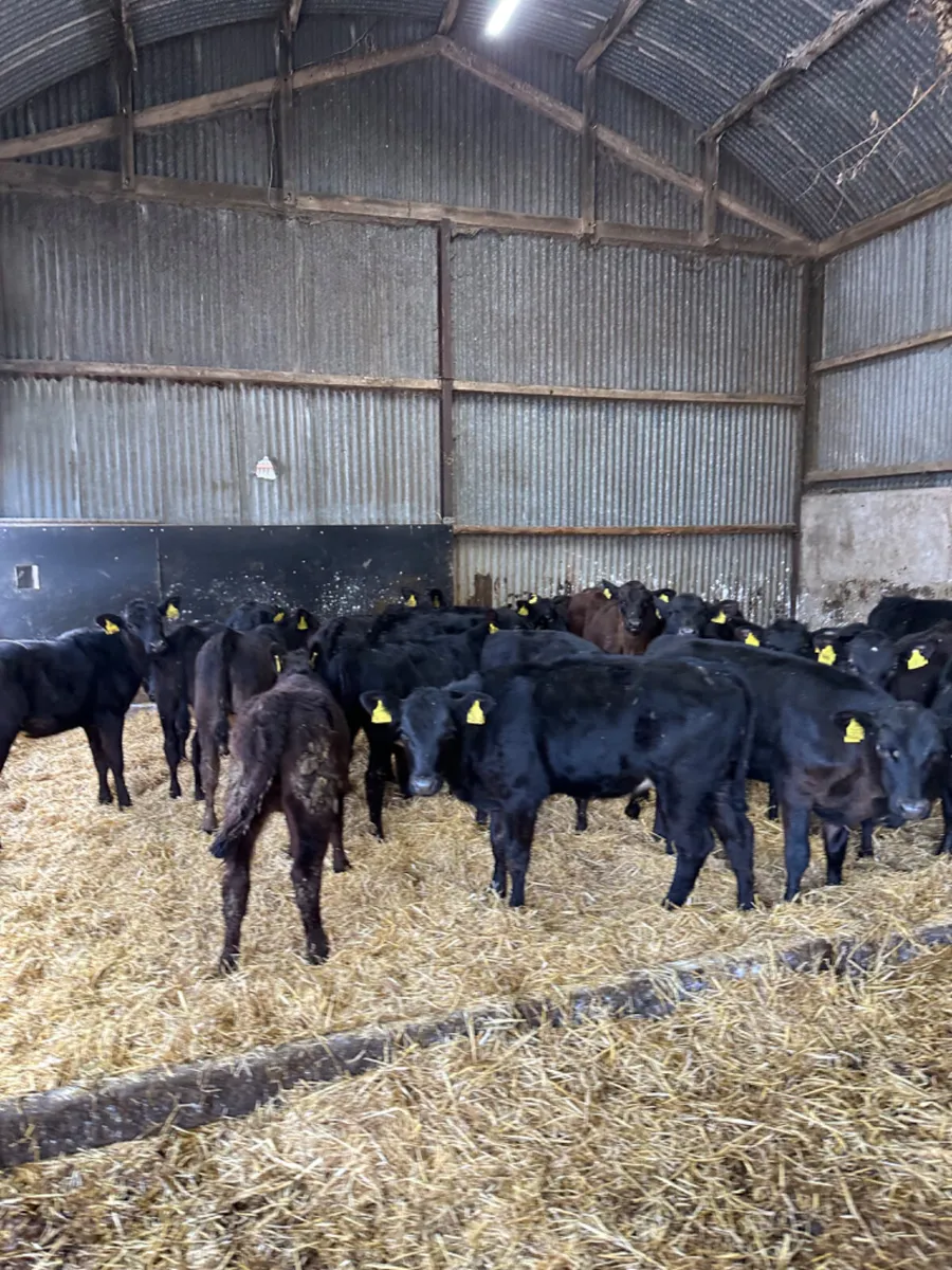 Angus heifers - Image 2