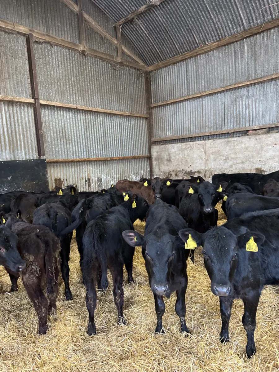 Angus heifers - Image 4