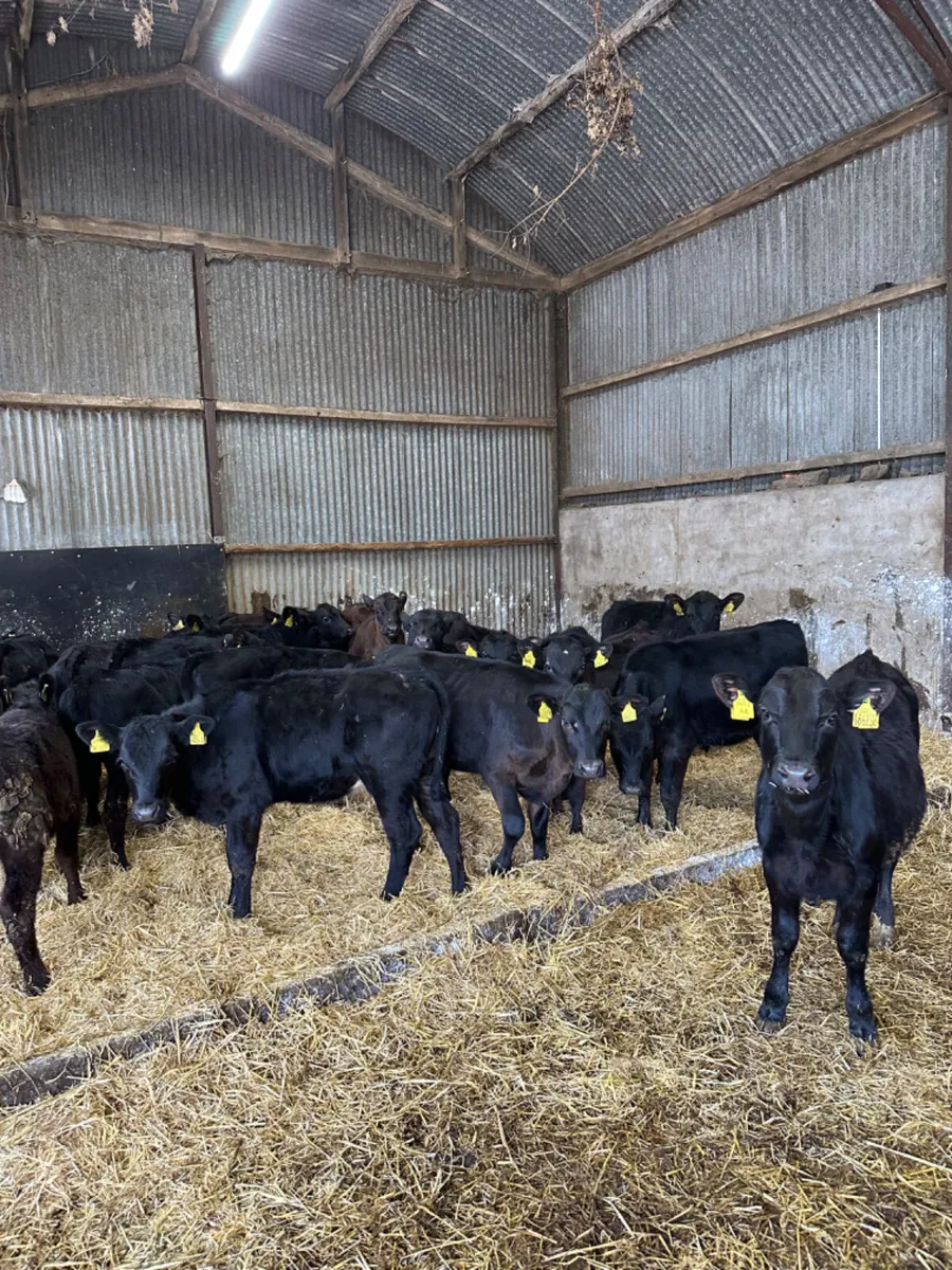 Angus heifers - Image 1