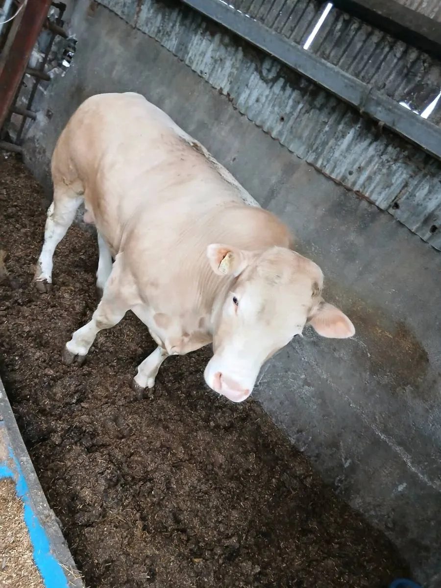 Charolais bull - Image 4
