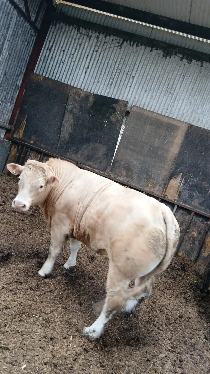 Charolais bull - Image 1