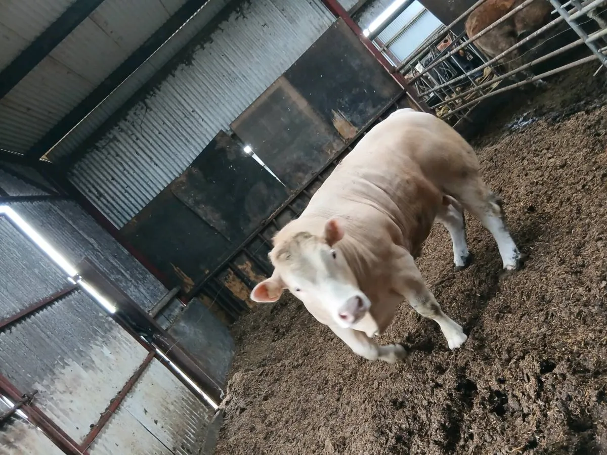 Charolais bull - Image 2