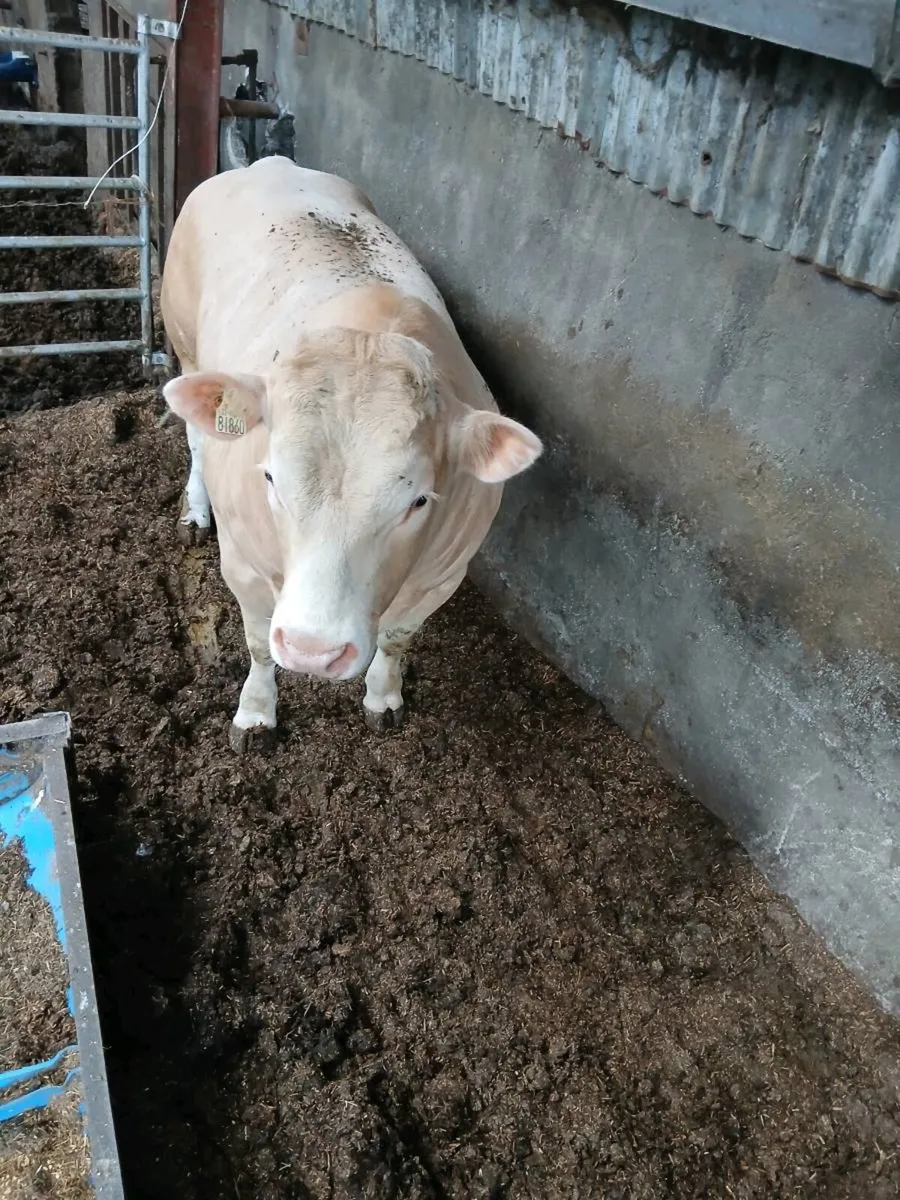 Charolais bull - Image 3