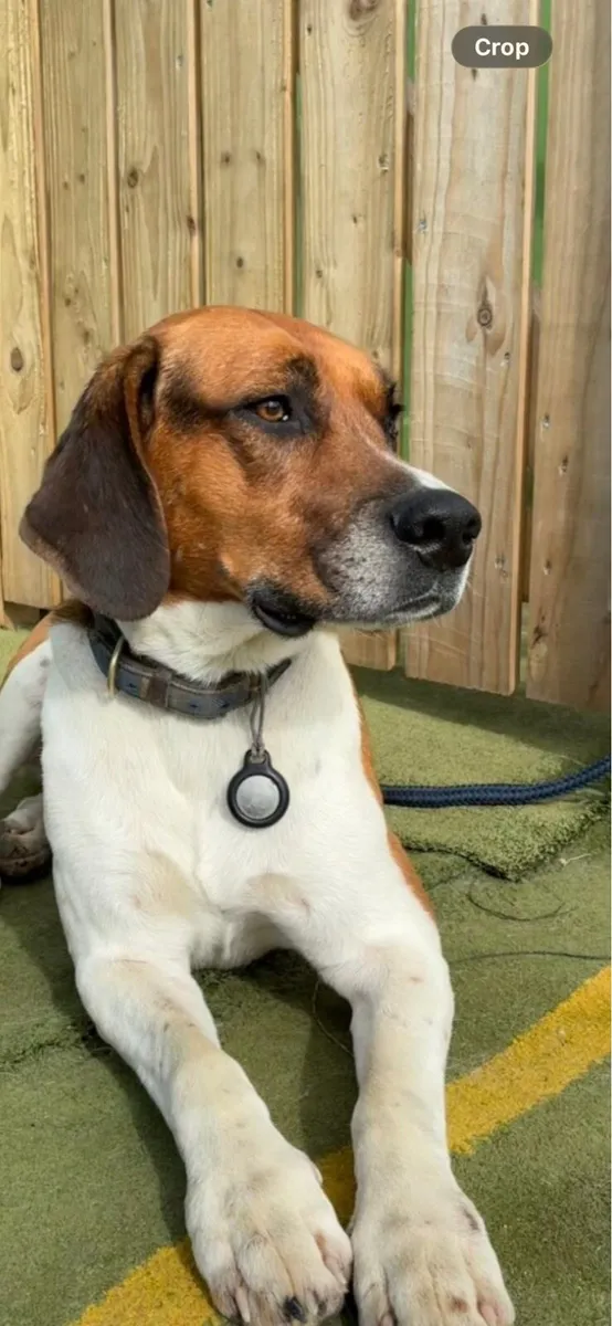 Reward Mouse and Rupert - Image 2