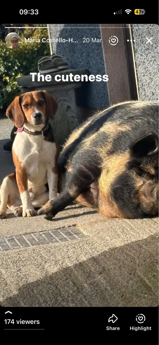 Reward Mouse and Rupert - Image 3