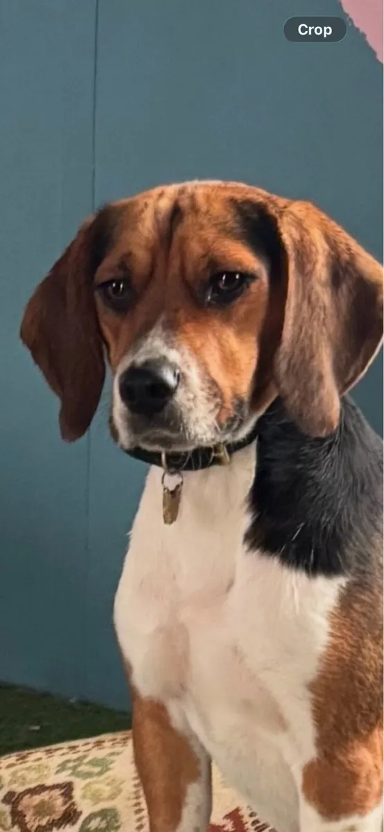 Reward for Mouse and Rupert - Image 2