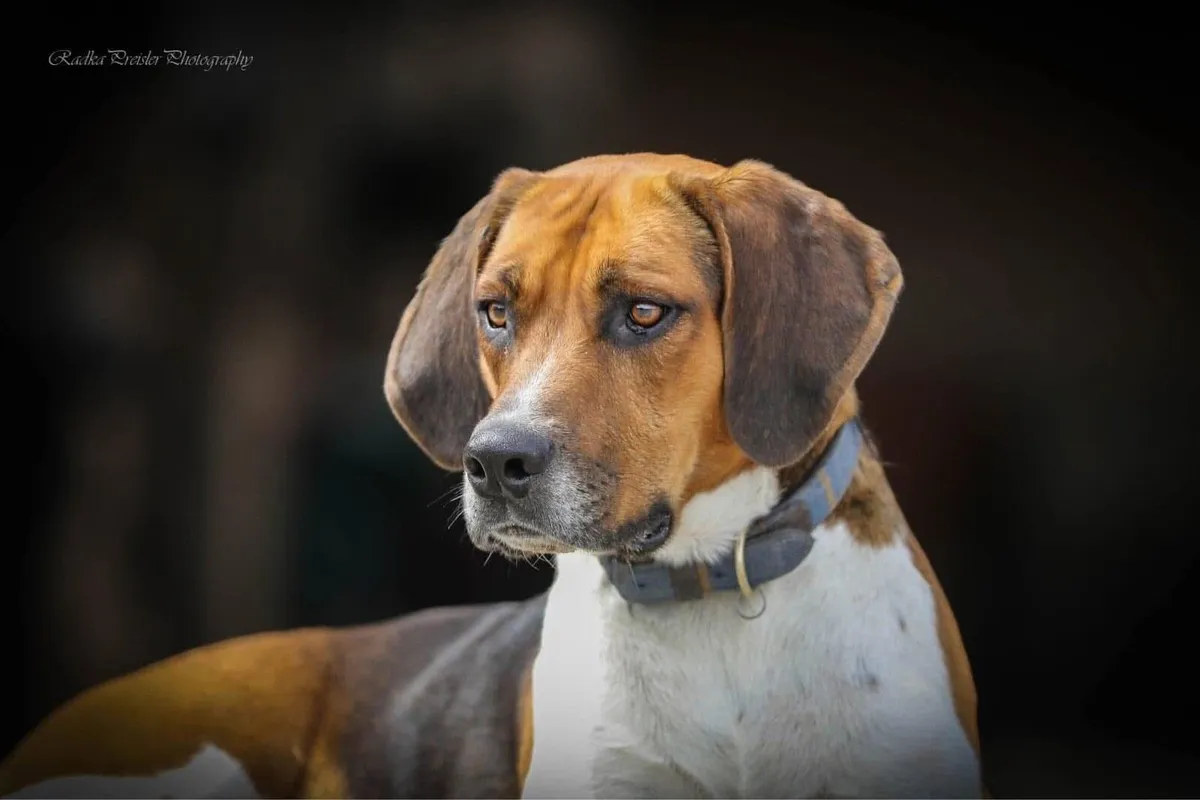 Reward for Mouse and Rupert - Image 3