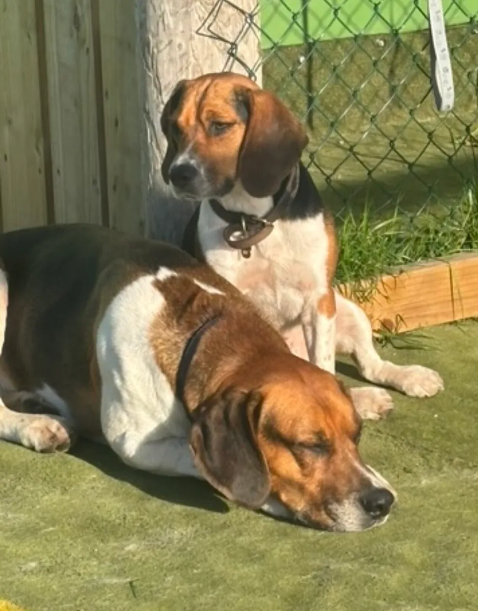 Reward for Mouse and Rupert - Image 4