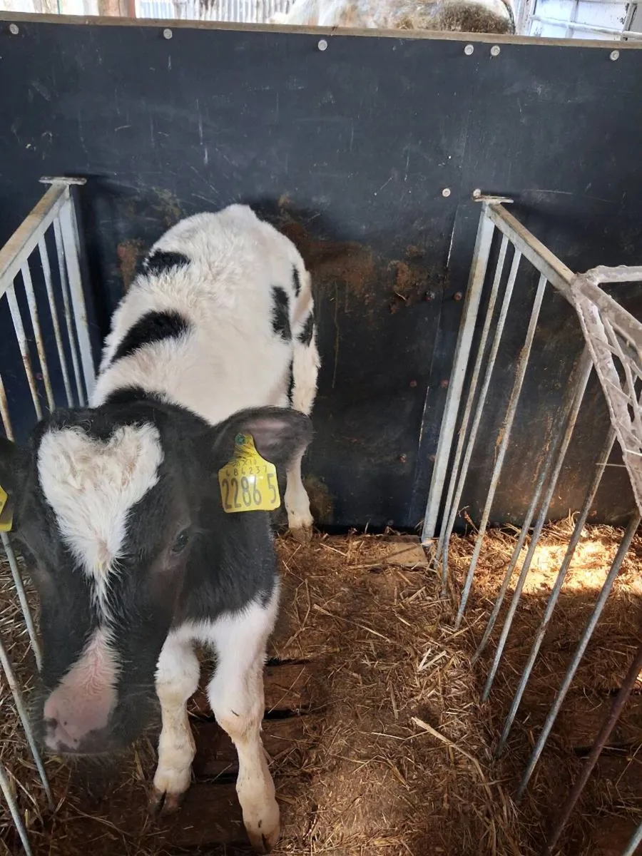 Continental calves - Image 1