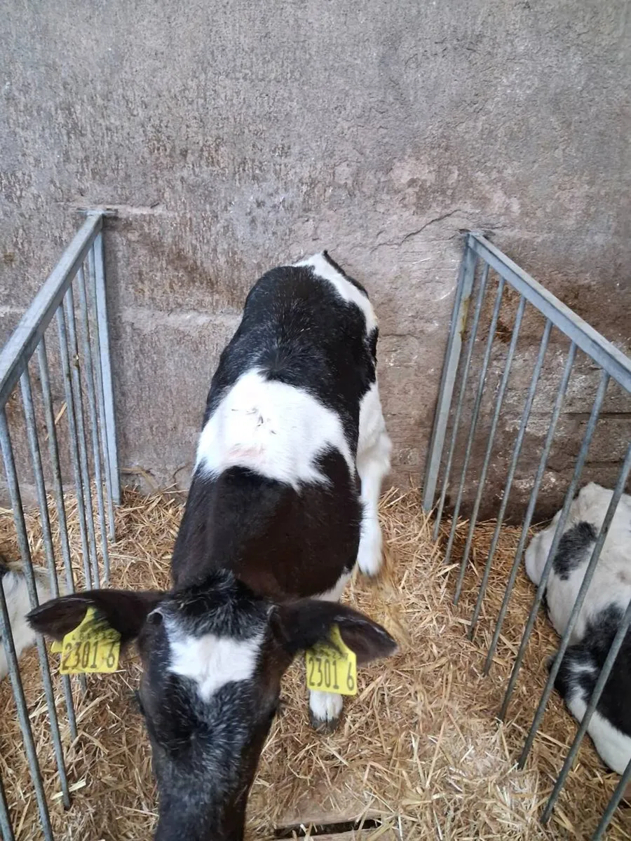 Continental calves - Image 2