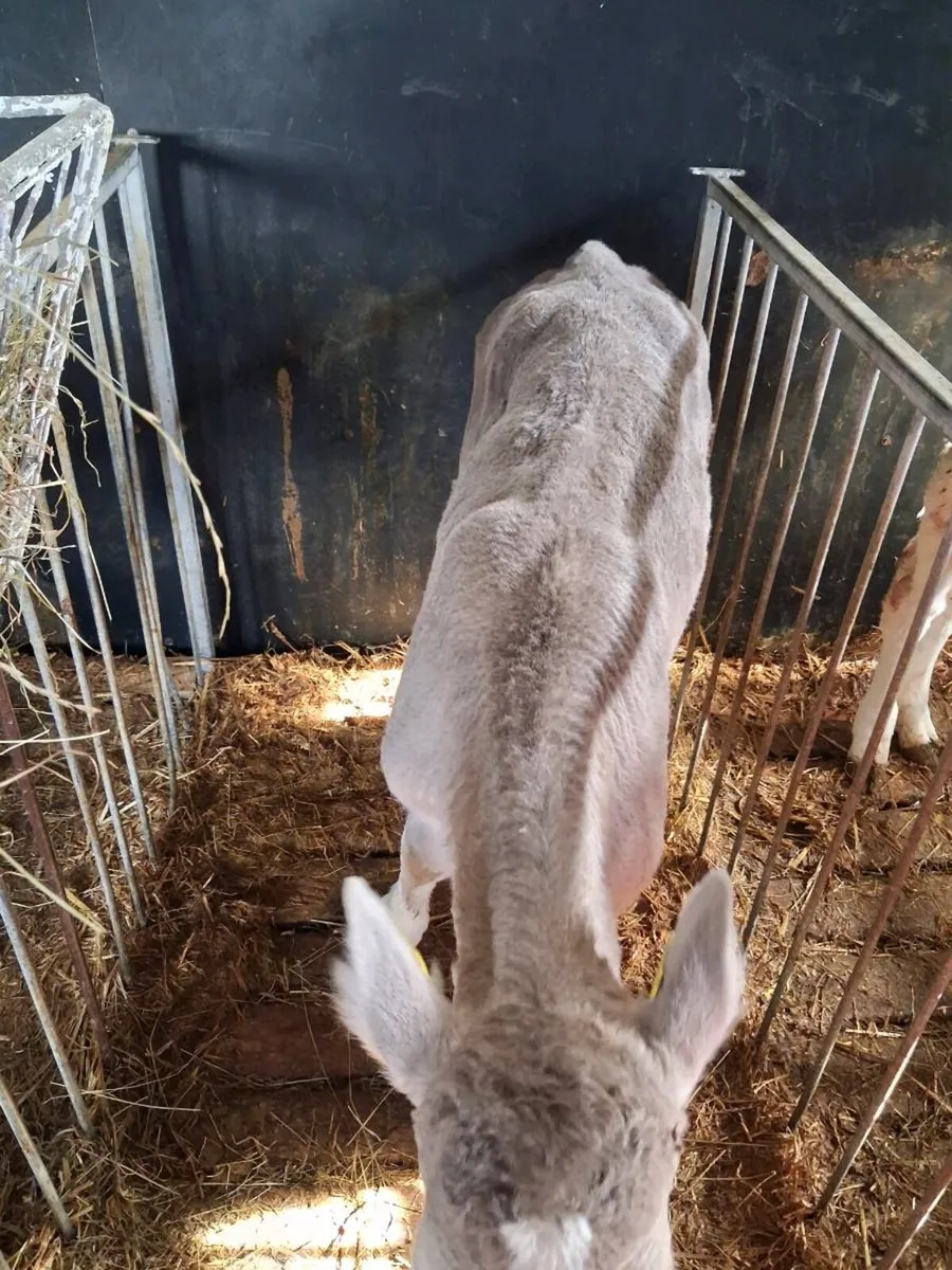 Continental calves - Image 3