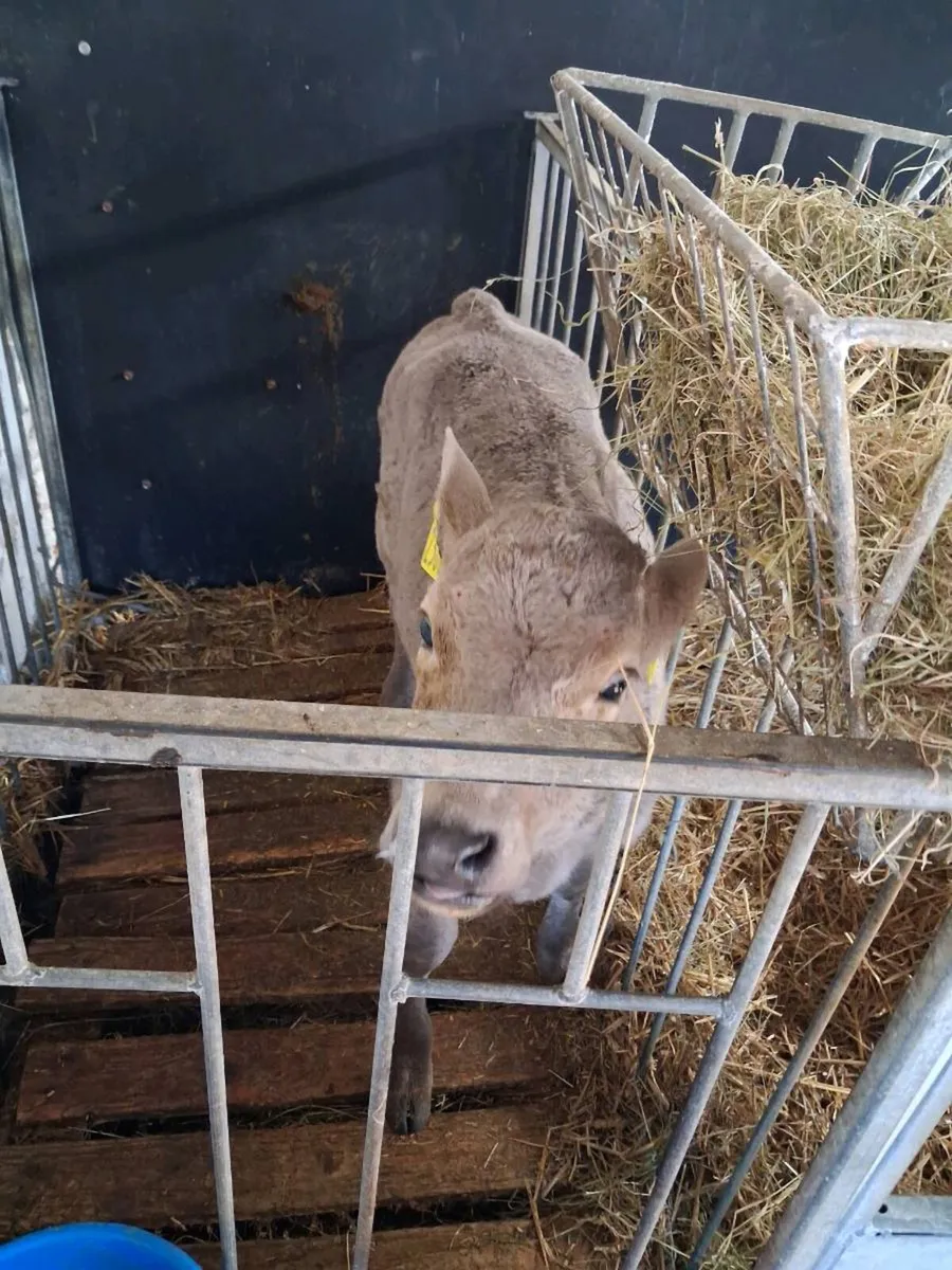 Continental calves - Image 4