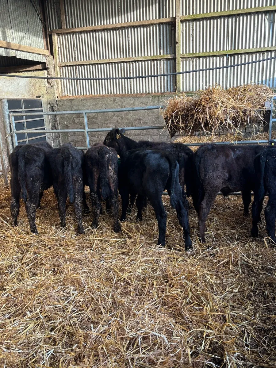 7 ANGUS WEANLINGS - Image 2
