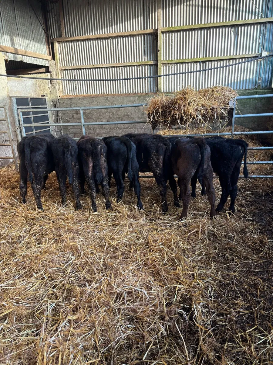 7 ANGUS WEANLINGS - Image 1