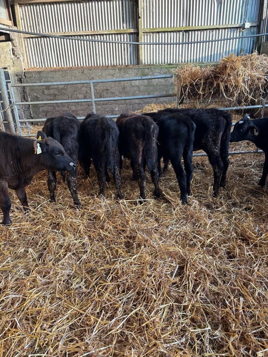 7 ANGUS WEANLINGS - Image 3