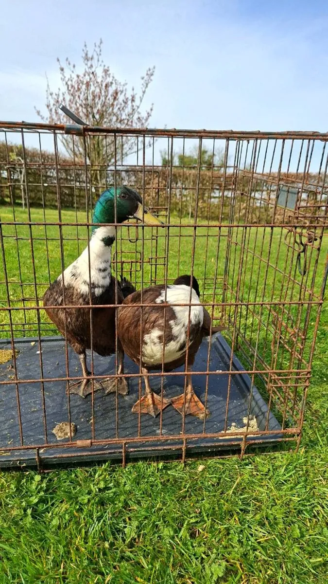 Drakes for sale - Image 2