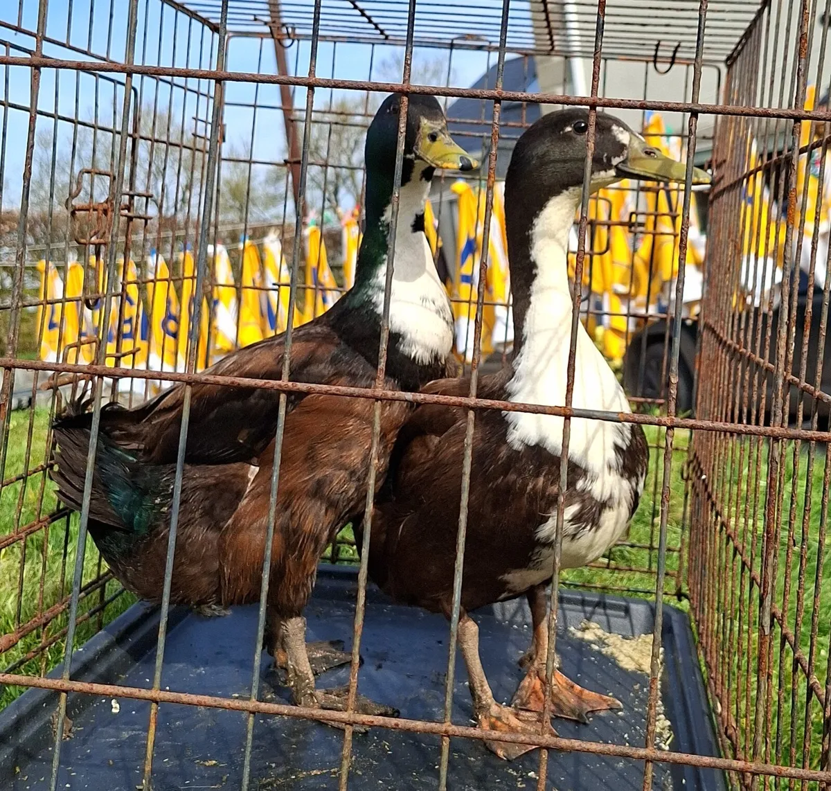 Drakes for sale - Image 3