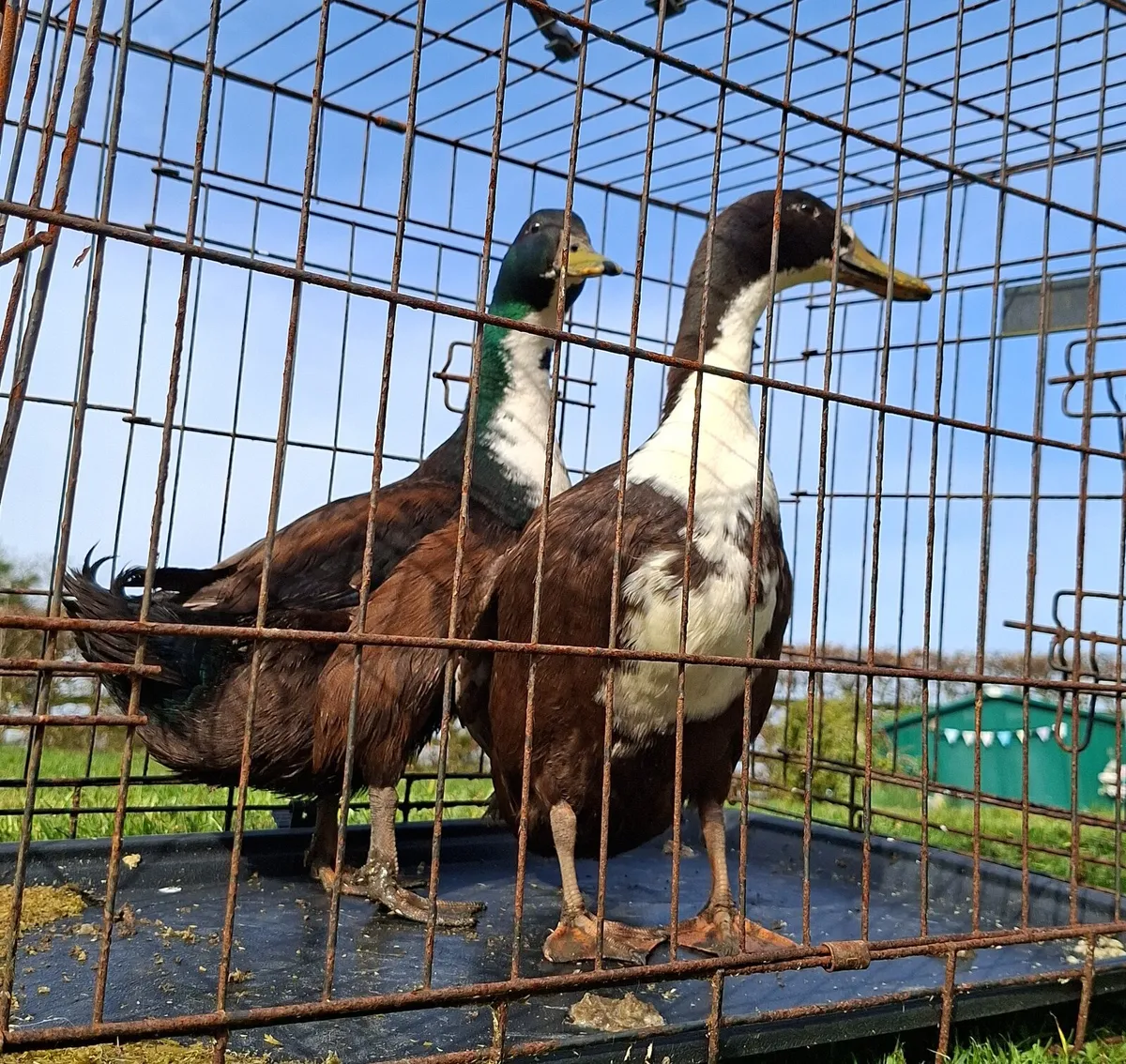 Drakes for sale - Image 4