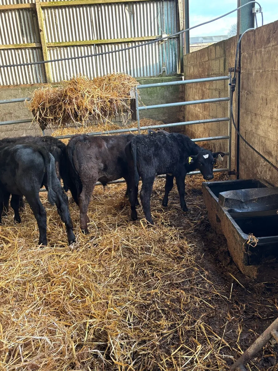 7 ANGUS WEANLINGS - Image 4
