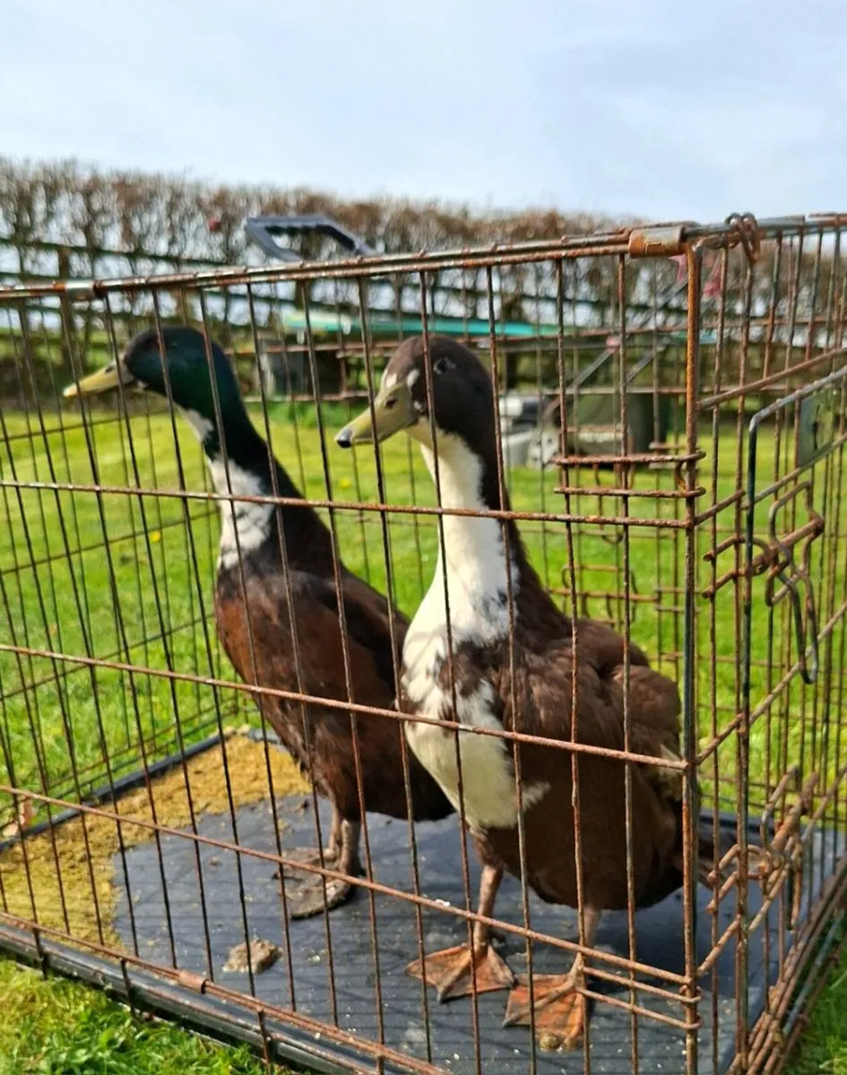 Drakes for sale - Image 1