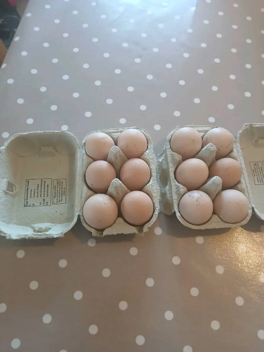 Hatching eggs / chicks - Image 4