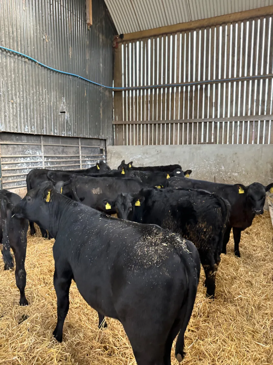 Angus heifers - Image 4