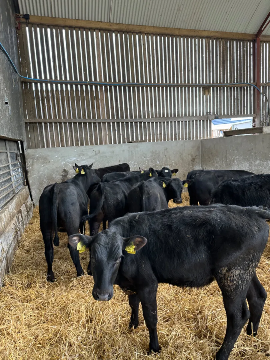 Angus heifers - Image 3