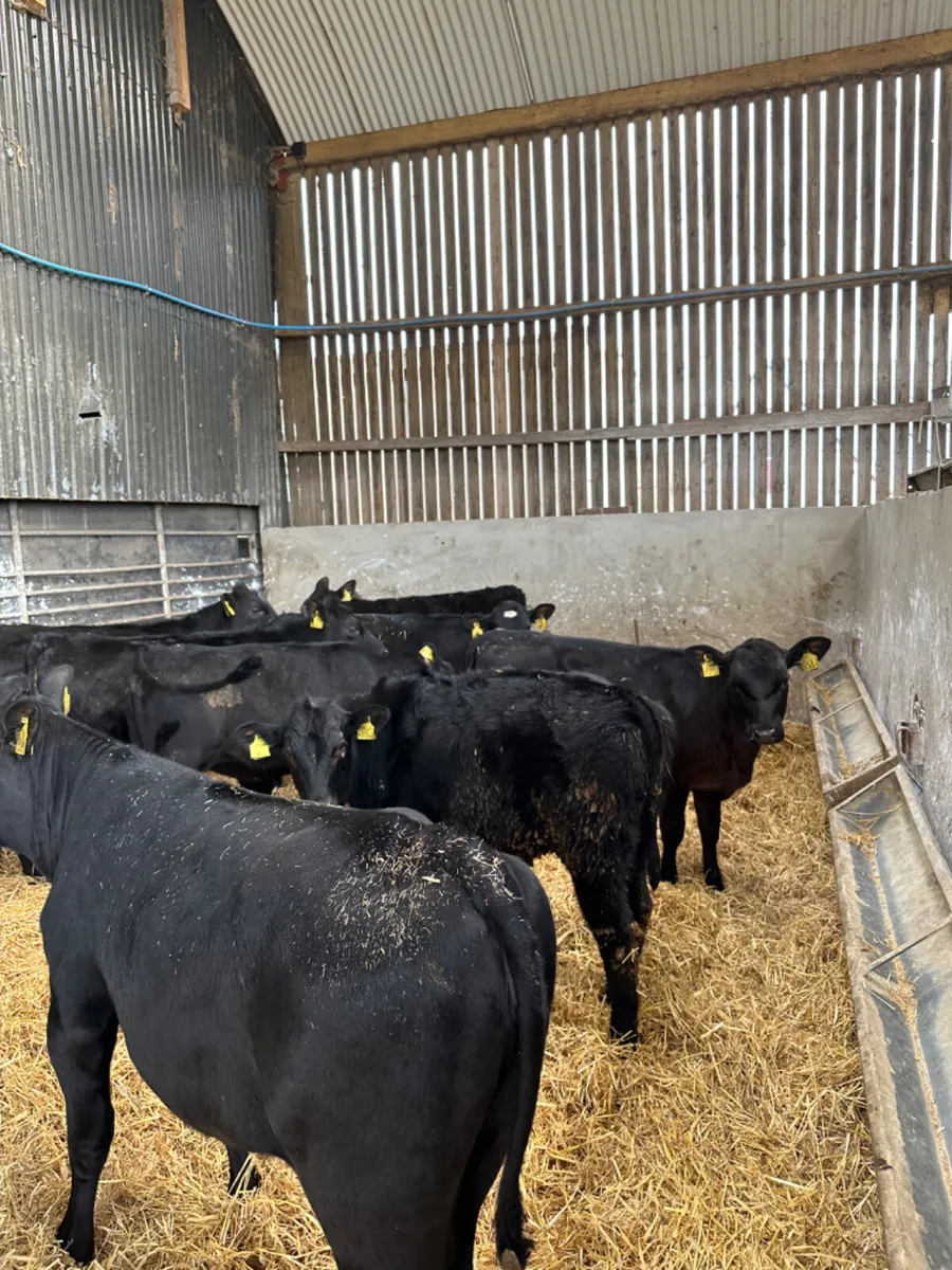 Angus heifers - Image 1