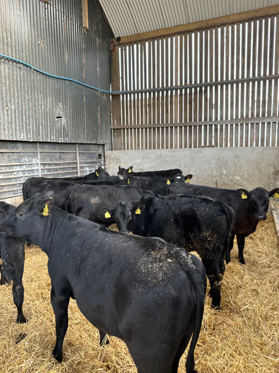 Angus heifers - Image 2