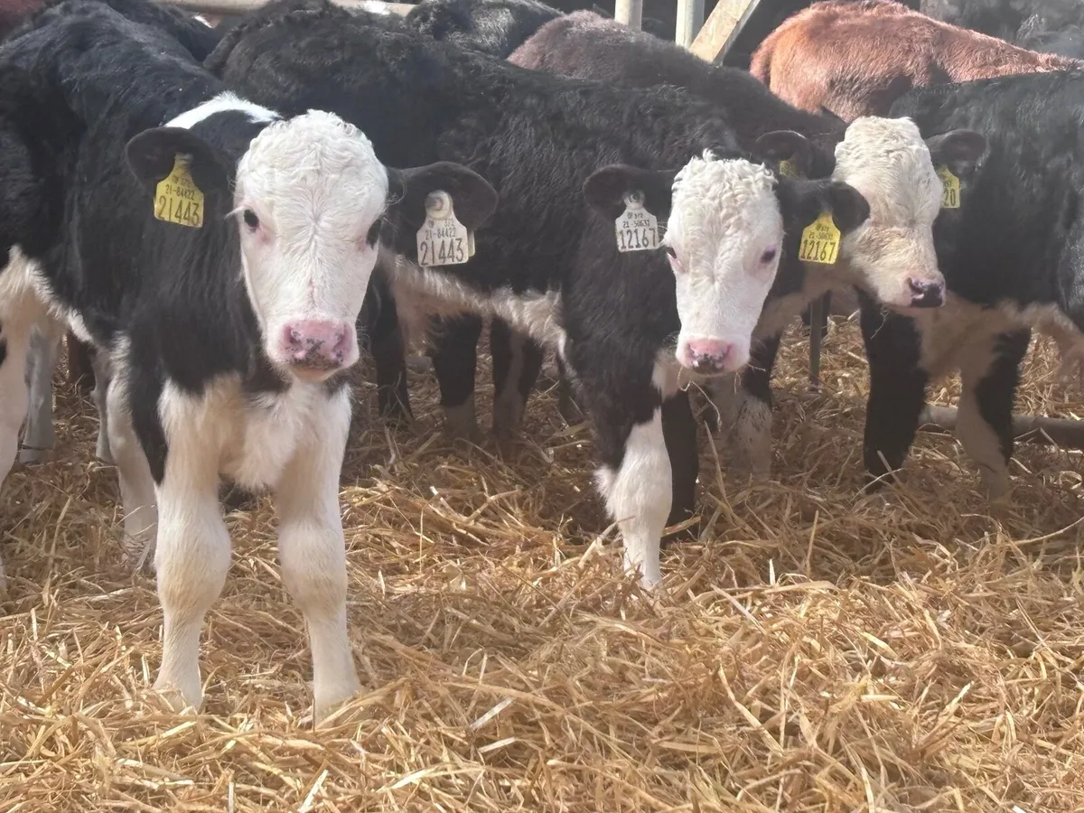 20 top quality Hereford bull calves for sale - Image 3
