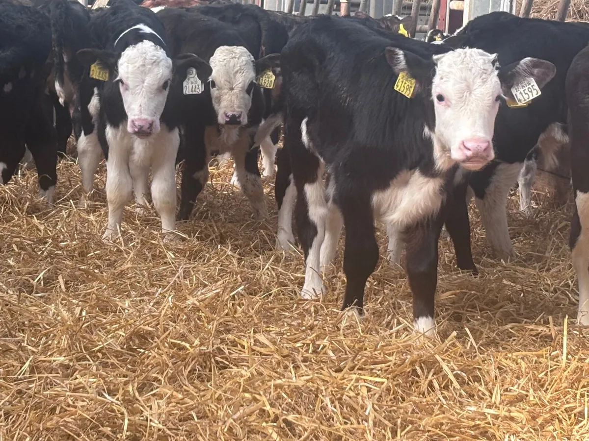 20 top quality Hereford bull calves for sale - Image 2