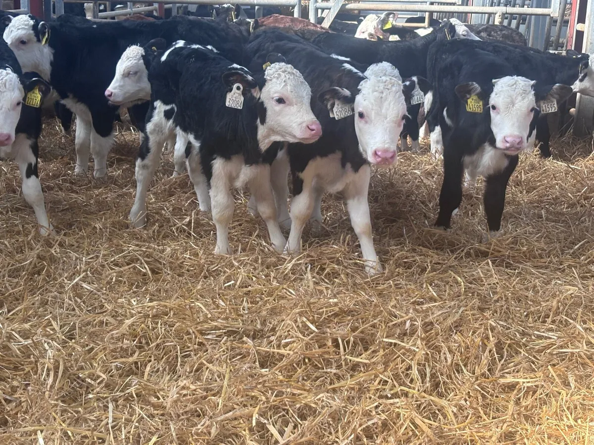 20 top quality Hereford bull calves for sale - Image 4